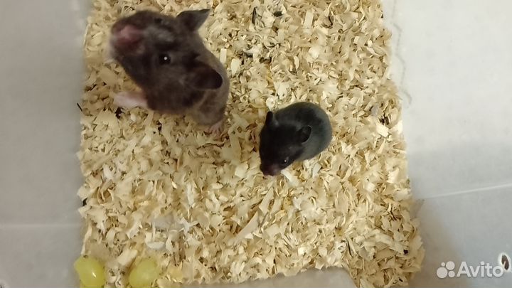 Хомяки чёрные сирийские