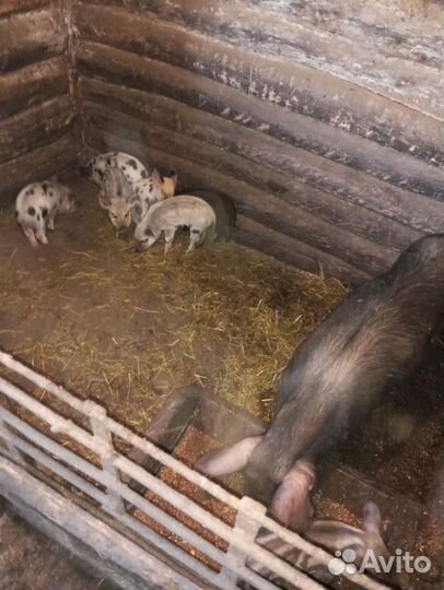 Поросята кармалы