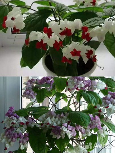 Клеродендрум томпсон