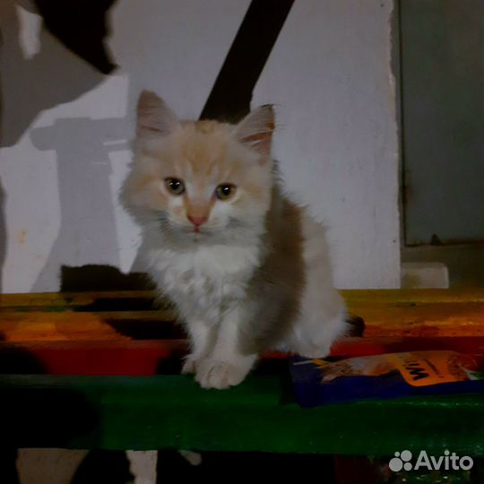 Сибирская кошка