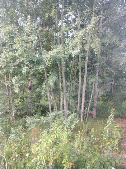 Участок 10 сот. (СНТ, ДНП)