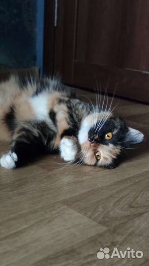 Кошка в дар