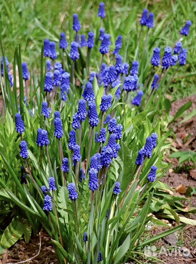 Мускари луковицы