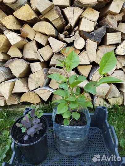 Саженец вишни 