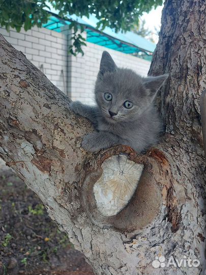 Отдам в добрые руки милейших котят