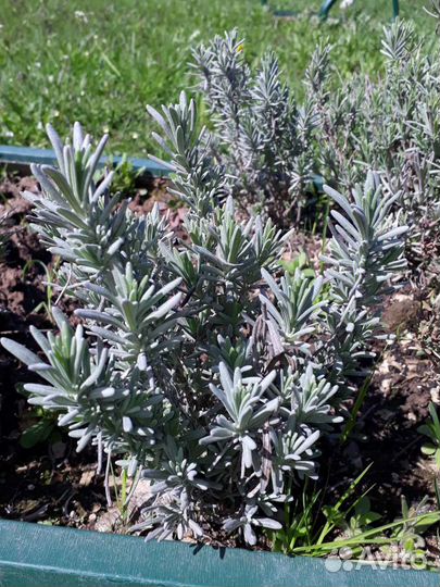 Пряные многолетние растения и травы для сада