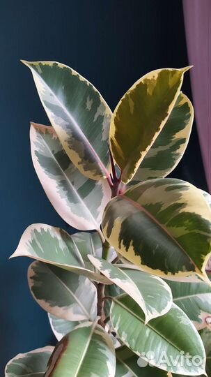 Фикус эластика Тинеке