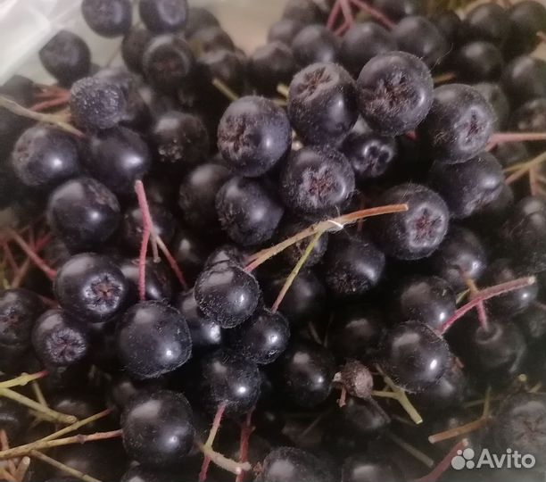 Ягоды черноплодной рябины