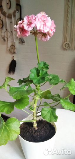 Пеларгония Jägershus Börre