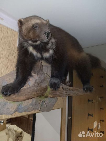 Имитация Росомахи (чучело)