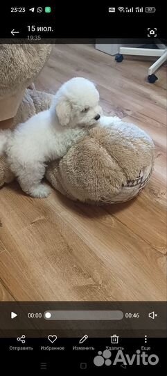 Бишон фризе мальчик высокопородный