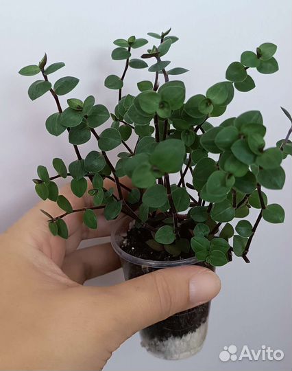 Комнатные растения