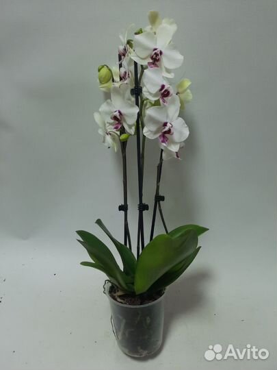 Орхидея с деткой