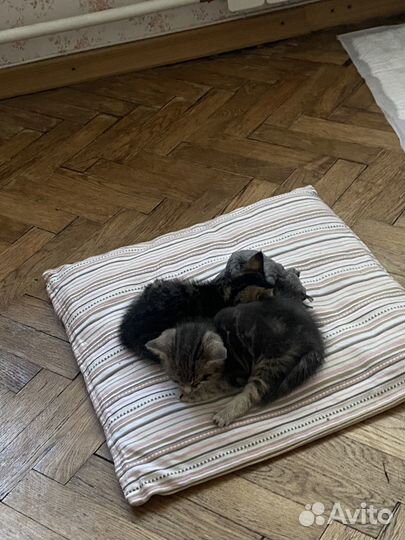 Котята в добрые руки бесплатно