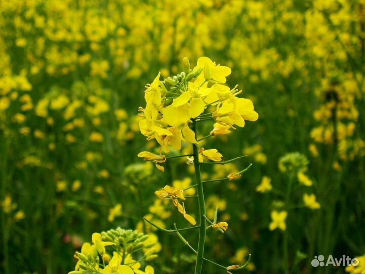 Семена горчицы