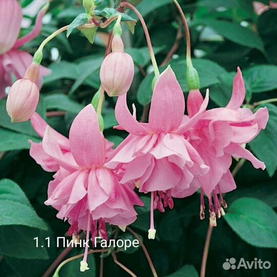 Фуксии сортовые