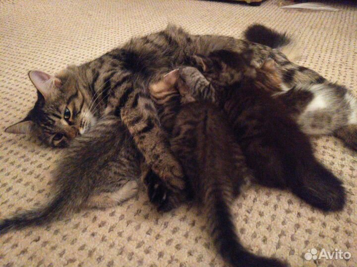 Котята