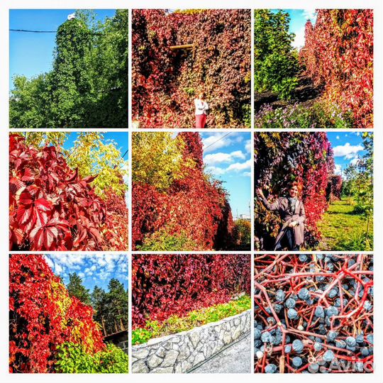 Черенки и Лианы Девичьего винограда