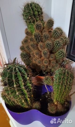 Кактусы эхинопсиса, каланхоэ лечебное, алой