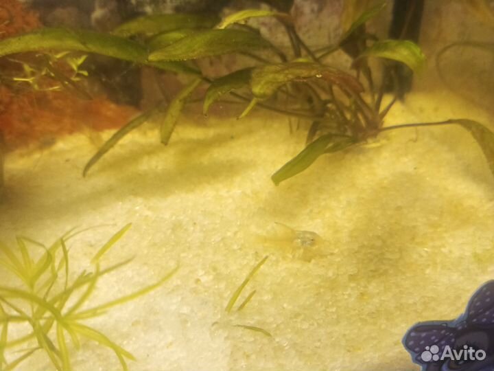 Аквариумные рыбки сомики коридорусы
