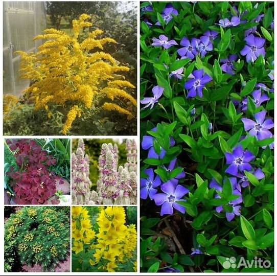 Многолетние цветы