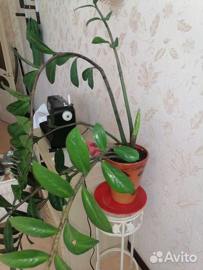 Замиокулькас