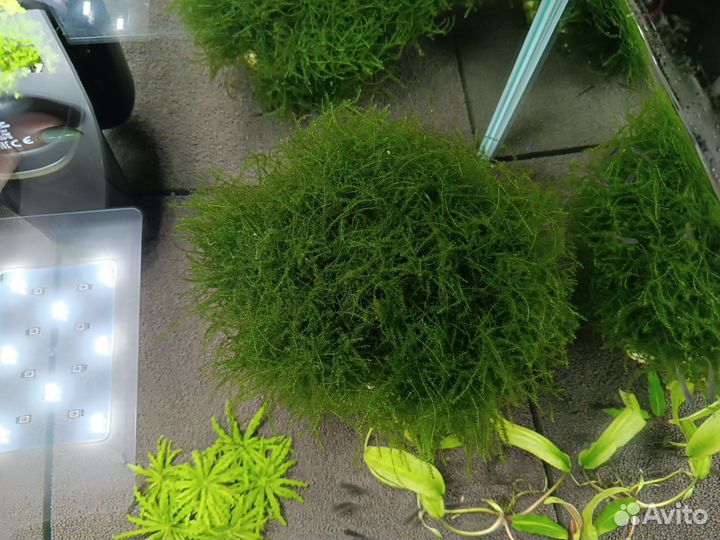 Дерево из мха для аквариума