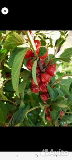 Китайская (войлочная) вишня 