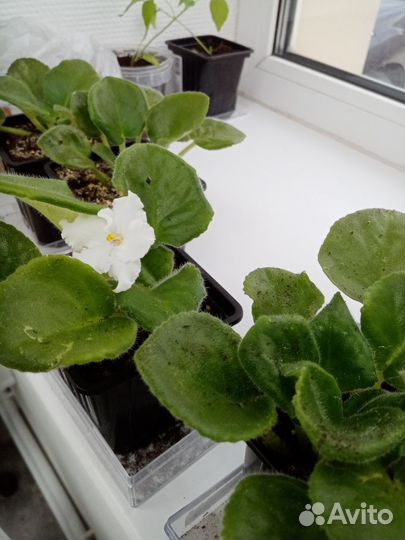 Фиалки махровые