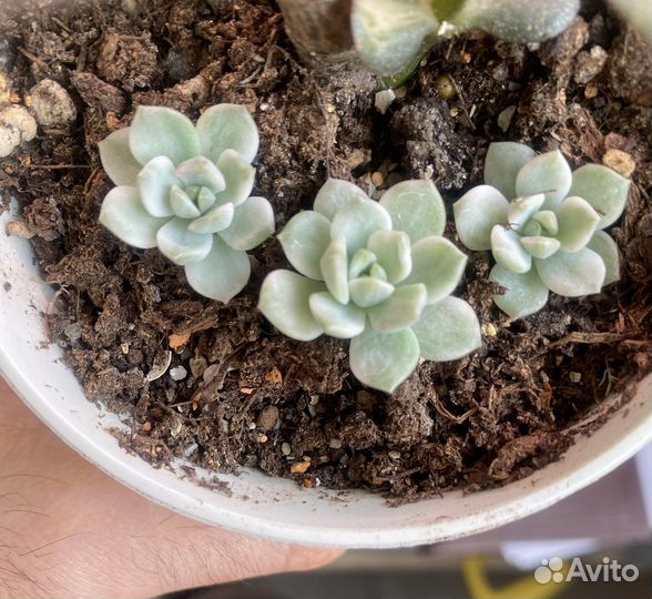 Sedeveria markus variegated