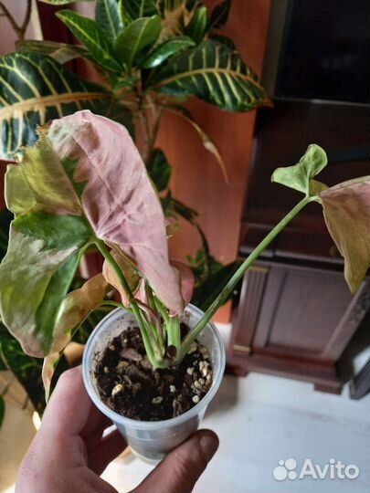 Сингониум пинк бьюти лава
