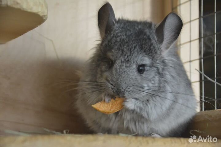 Продаю ангорских шиншилл