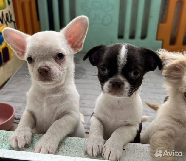 Щенки чихуахуа мини и стандарт