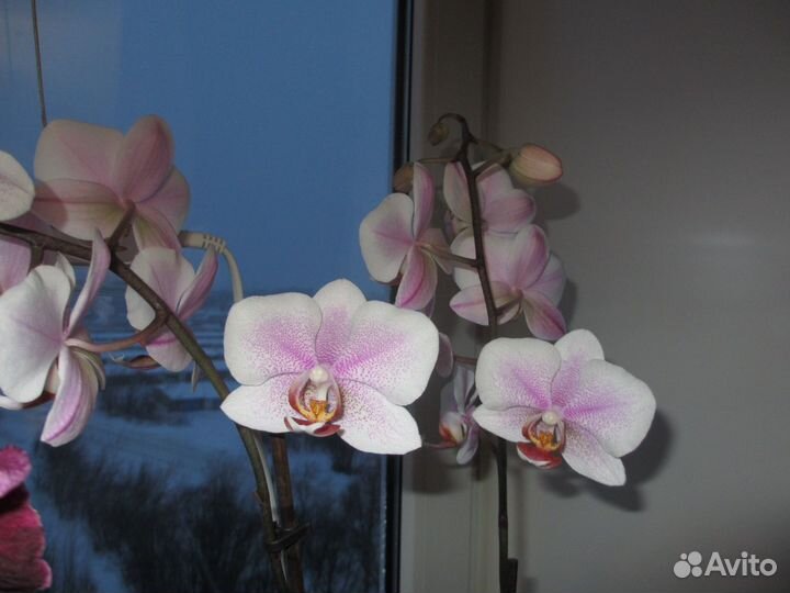 Орхидея фаленопсис