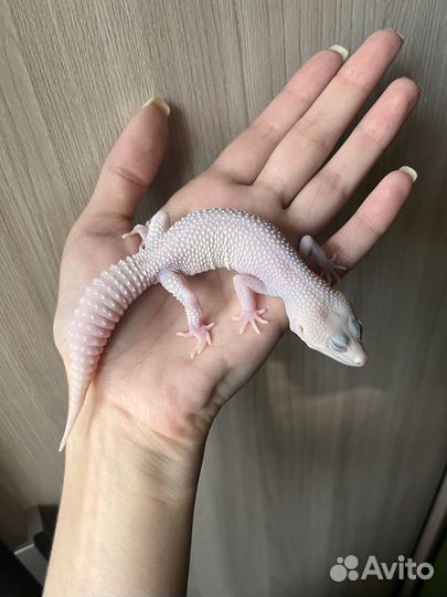 Эублефары Super Diablo Blanco