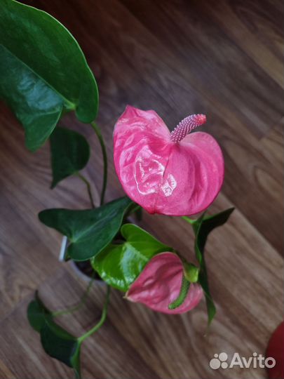Антуриум розовый