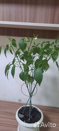 Куст острого перца Задира Халапеньо