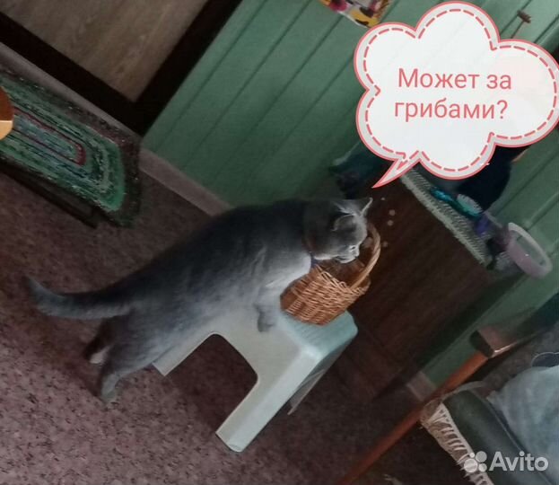 Британская