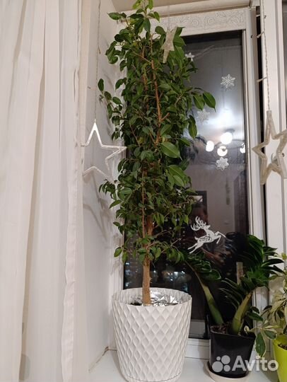 Фикус бенджамина