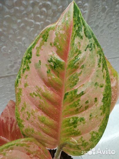 Аглаонема Prakay Petch