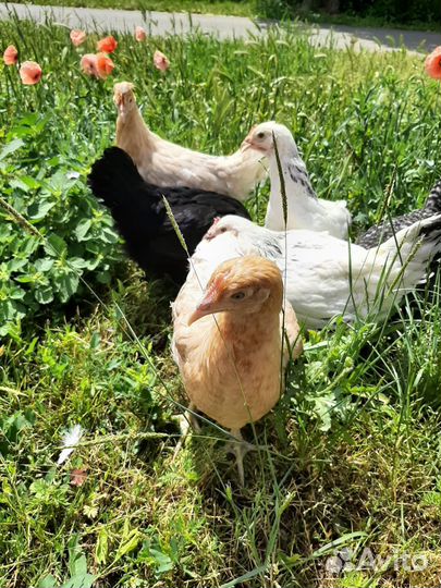Куры несушки разных пород