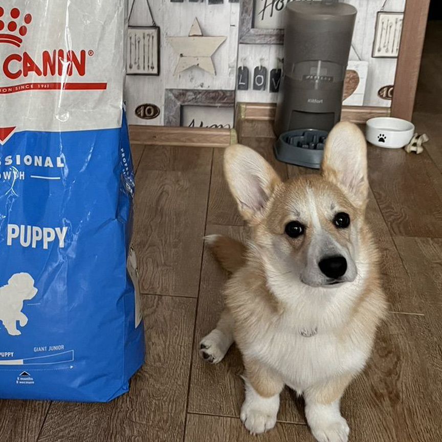 Корм для щенков royal canin giant puppy