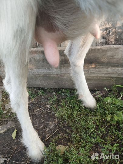 Коза дойная молочная