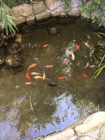 Прудовые рыбки