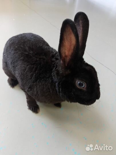 Кролик карликовый 