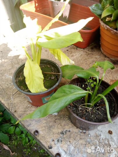 Комнатные цветы