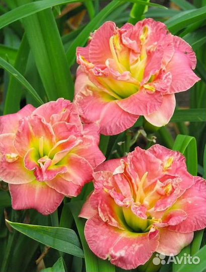 Лилейники сортовые