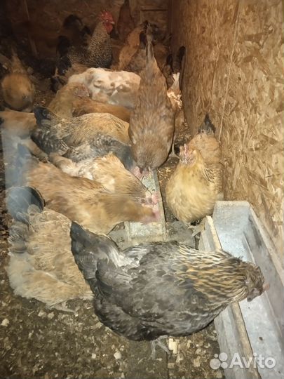 Домашние куриные яйца оптом и роз