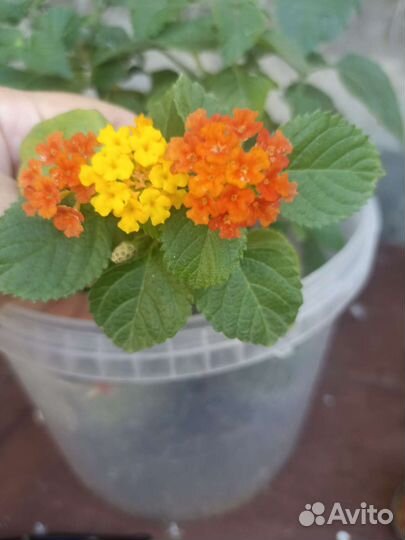 Лантаны и гибискус