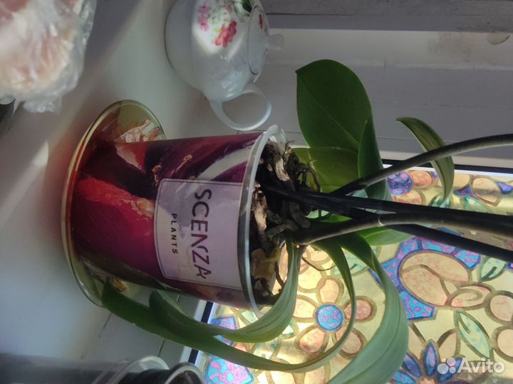 Орхидея фаленопсис